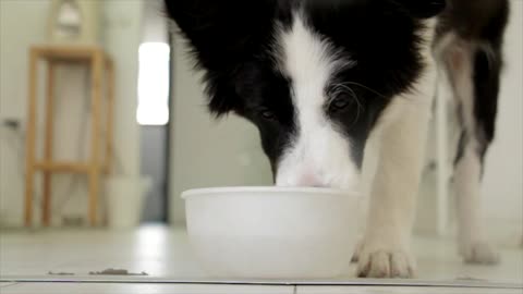 black and white pet dog is drinking