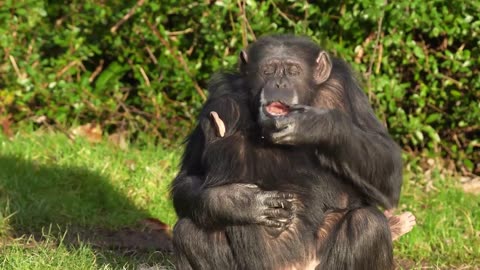 Chimpanzees Eat Ice Sheets Off Frozen Lake at Chester Zoo