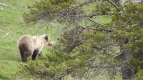 Grizzly Bears Cause a Ruckus in Yellowstone National Park
