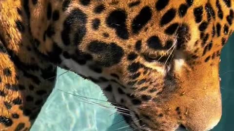 Jaguar in Pool