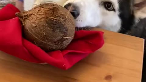 Husky Opens Coconut & Can't Believe What's INSIDE!
