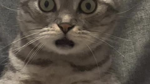 Hilarious video of cat looking perplexed