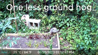 Ground Hog