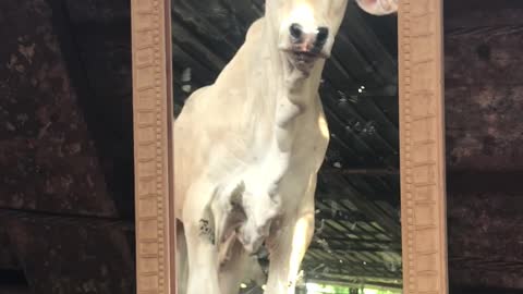 Cute Calves Reacting to Themselves in a Mirror