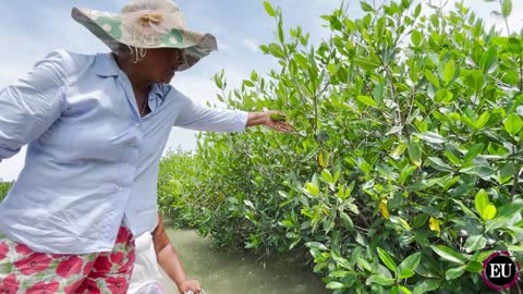 Mangle verde" para reforestar la ciénaga de La Virgen