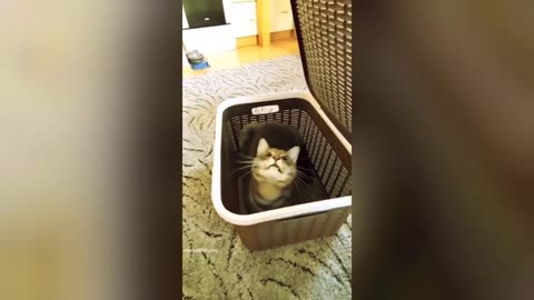 Funny cats and dogs 😹🐶 compilation 2023