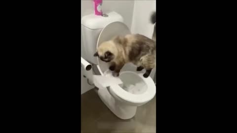 Funny dog funny cat 😆😆