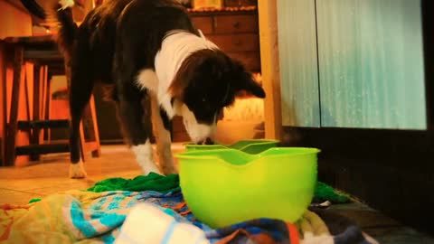 Video Of Border Collie Playing With Ball