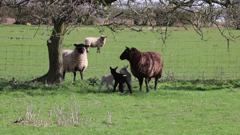 Really Cute lambs