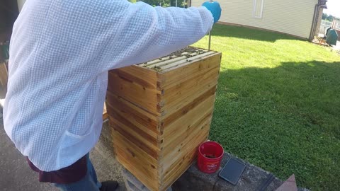 June 10, 2024 Hive Inspection Part I