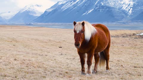 icelandic horse posing inz a field surrounded by