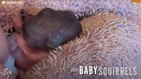 Baby Squirrels Fall Out Of Their Nest And A Couple Raises Them In Their Home