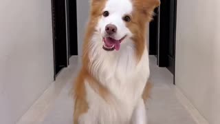 Funny dog dance