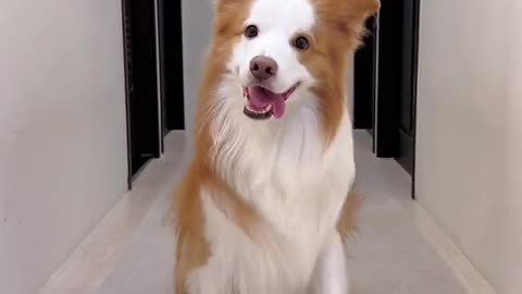 Funny dog dance