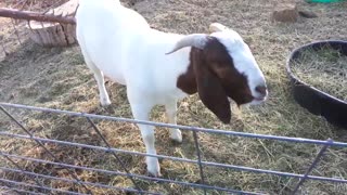 Goat Making Funny Noises