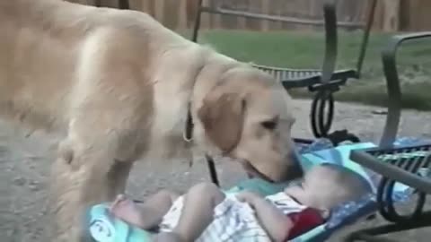 dog stole baby's toy