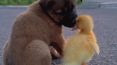 Cute little dog and duckling