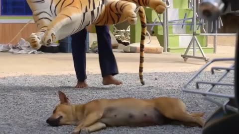 Prank Dog Funny & fake Lion and Fake Tiger Prank To dog