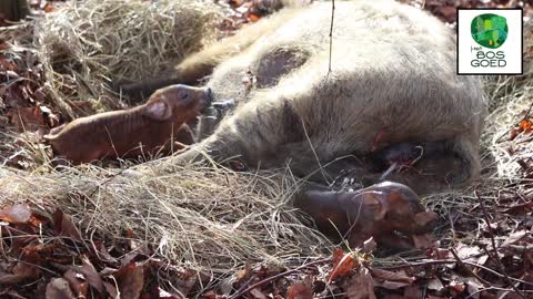 Pig birth in the forrest. geboorte van biggen in het bos