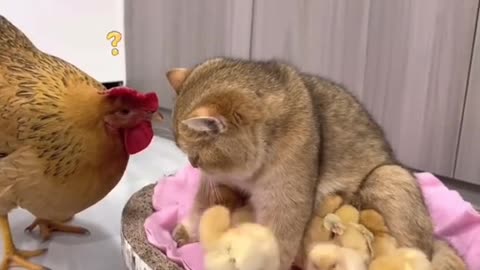 The cat belongs to the chicken family