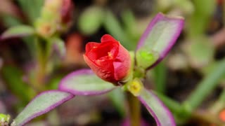 Tropical colorful flower coming to life