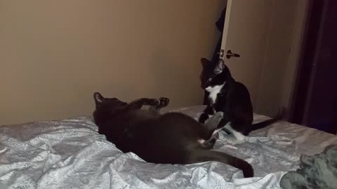 Smackdown Kitty MMA