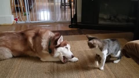 Husky gets bully