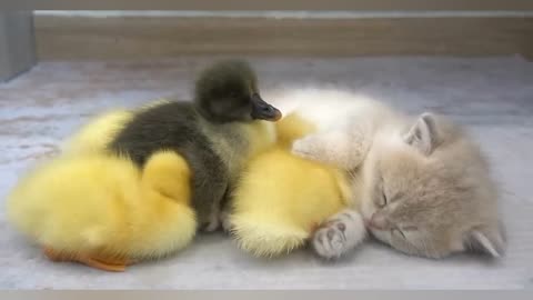 A kitten love ducklings 🐥🐱