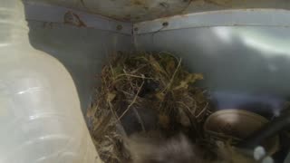 birds in the nest momma feeding