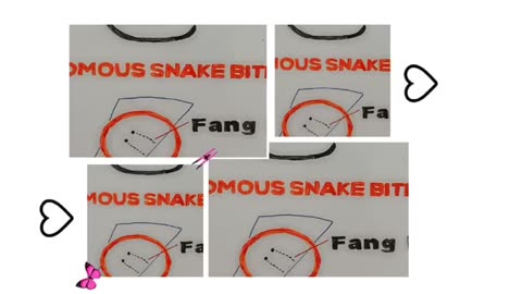 Types of non venomous snakes