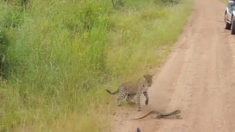 Leopard vs monitor lizard real fight video