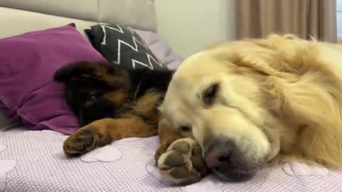 First Steps to Friendship Between a Golden Retriever and German Shepherd Puppy