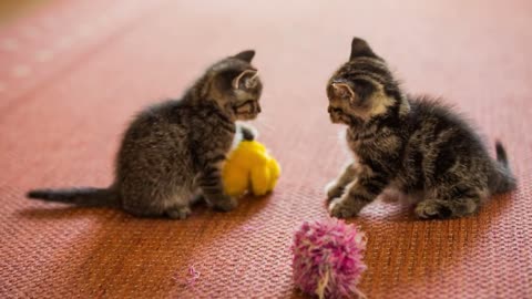 ENVIRONMENTAL ENRICHMENT for CATS ???? What You Need to Consider