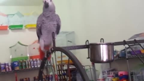 Funny parrot and quarrel