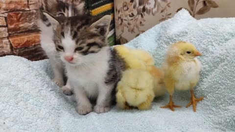 Ducklings love the baby kitten Shan. Jump up and sleep together