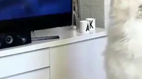 BEST FUNNY DOGS VIDEOS HOWLING WITH THE TV