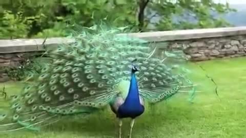 🦚 Beautiful Peacock Dance with Natural Sound an Enchanting Display 🌿🎶