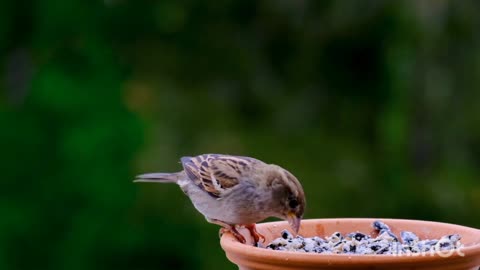 Birds sounds video / different and beautiful Birds / beautiful birds sound