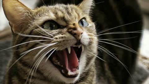 Sounds of Cats Fighting || Most Scary Auto