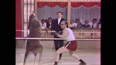 Circus Boxing Kangaroo