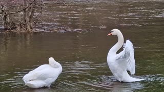Large white swans on a small river/a swan spreads its wings.