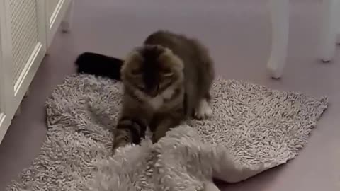 Kitty Playing With Something Under the Carpet (Funny Cat)