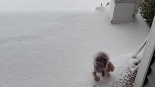Poodle Walks on Front Paws in the Snow