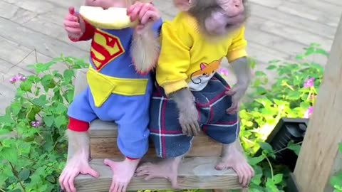 #monkey #monkeybaby #monkeydluffy #cutebaby #monkeyface #animals #trendingvideo