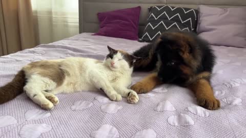 German Shepherd Puppy Meets Cat for the First Time