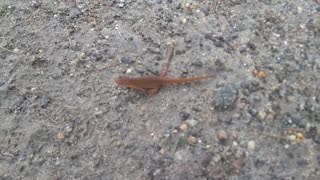 Eastern Newt