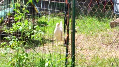 Introducing... Mr Leghorn the Rooster