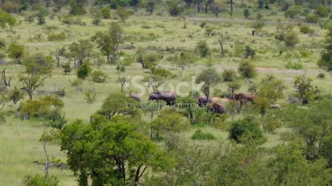 Kruger Park Uncovered: Beyond the Big Five #wildlife #animals
