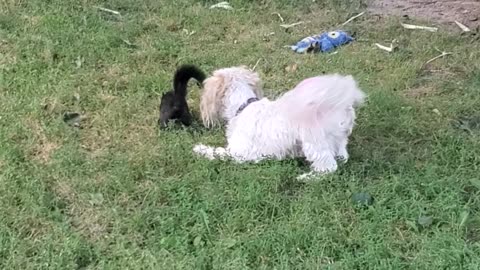 Squirrel and dog are besties - SO CUTE