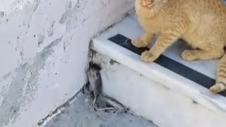 Tom & Jerry real life!